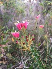 Bejaria
