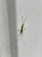 Meconema meridionale