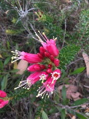Bejaria