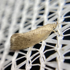 Xylorycta haplochroa