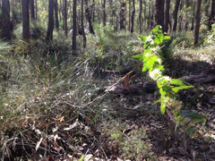 Hakea amplexicaulis