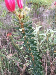 Bejaria