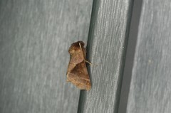 Gonoclostera timoniorum