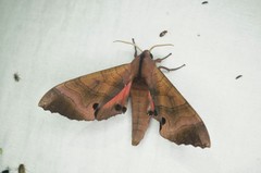 Marumba gaschkewitschii