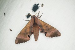 Marumba gaschkewitschii