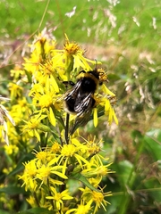 Bombus bohemicus