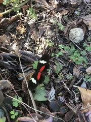 Heliconius clysonymus