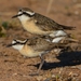 Kittlitz's Plover - Photo (c) Ian White, some rights reserved (CC BY-NC-SA)