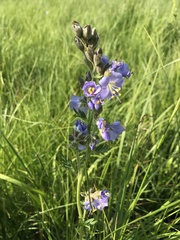 Polemonium occidentale occidentale