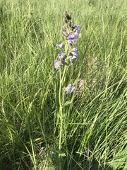 Polemonium occidentale occidentale