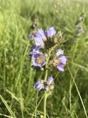 Polemonium occidentale occidentale
