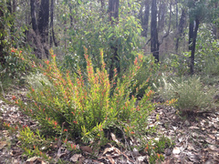 Adenanthos barbiger