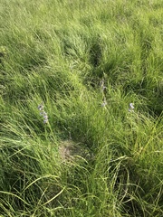 Polemonium occidentale occidentale