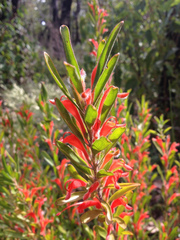 Adenanthos barbiger