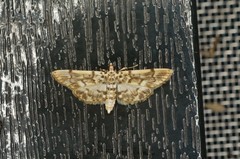 Pycnarmon tylostegalis
