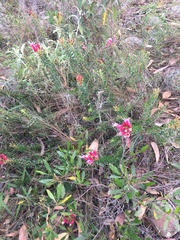 Bejaria