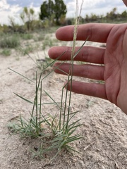 Muhlenbergia pungens