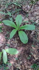 Clintonia umbellulata