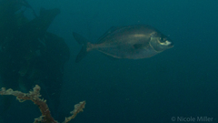 Latridopsis ciliaris