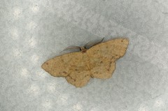 Microcalicha invenustaria