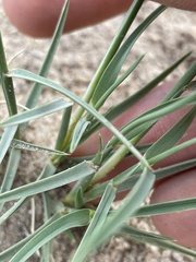 Muhlenbergia pungens
