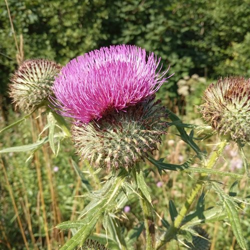 Lophiolepis decussata