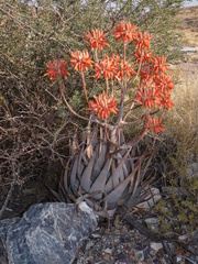 Aloe hereroensis