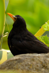Turdus merula cabrerae
