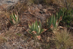 Aloe reitzii reitzii