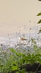 Chroicocephalus ridibundus