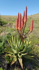 Aloe reitzii reitzii