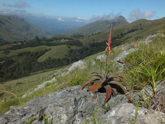 Aloe suprafoliata