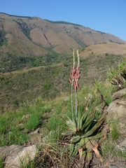 Aloe thorncroftii