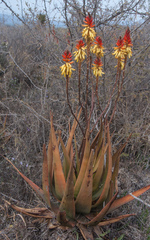Aloe wickensii