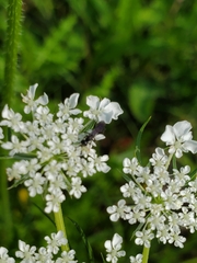 Hylaeus modestus
