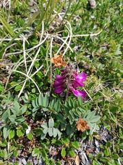 Hedysarum hedysaroides