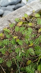Leptinella