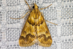 Pseudoschinia elautalis