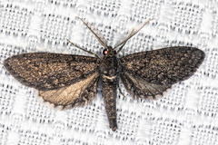 Glaucina erroraria