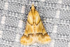 Pseudoschinia elautalis