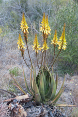Aloe wickensii