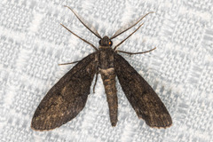 Glaucina erroraria