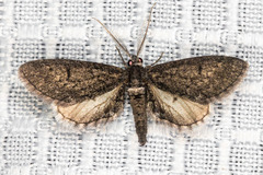 Glaucina erroraria