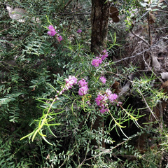 Hypocalymma robustum