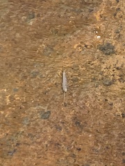 Lepisma