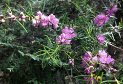 Hypocalymma robustum