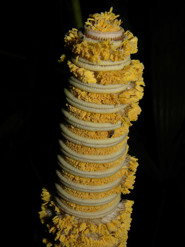 Cyclanthus bipartitus