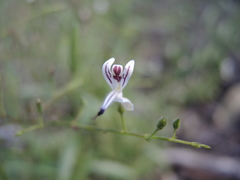 Andrographis paniculata