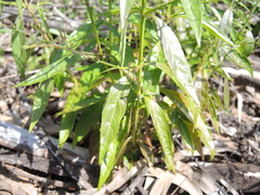 Andrographis paniculata