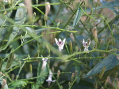 Andrographis paniculata